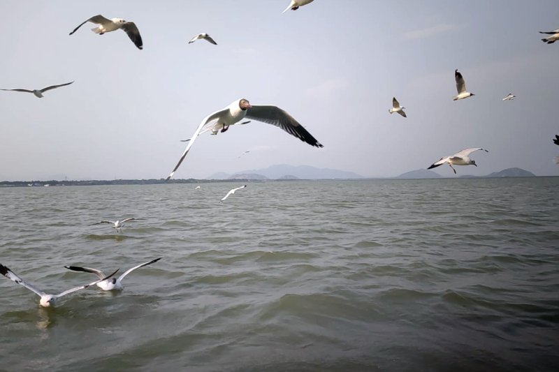 Chilika Lake: Travel Guide, Things to Do & Best Time