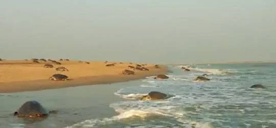 Gahirmatha Marine Wildlife Sanctuary: Visitor Guide